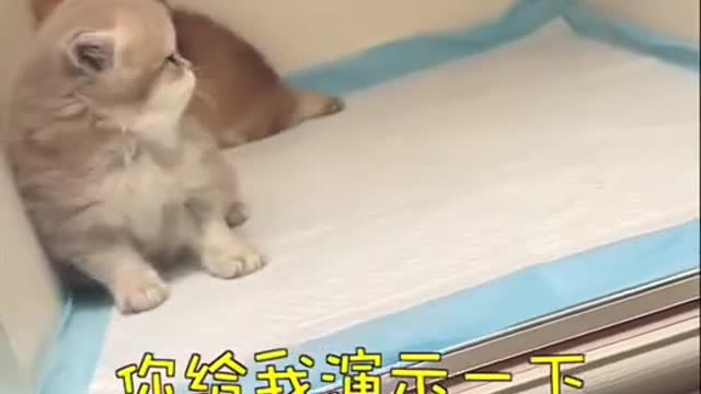 Sweet Cat Protecting His Golden Dog Friend | 【只可爱猫正在保护他的朋友】