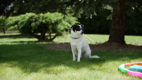 Cute Dog In the garden