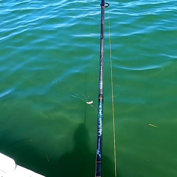 Fishing mackerel