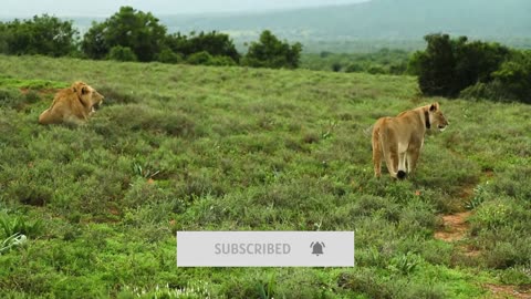 Closest lion videos caught on camera 2021