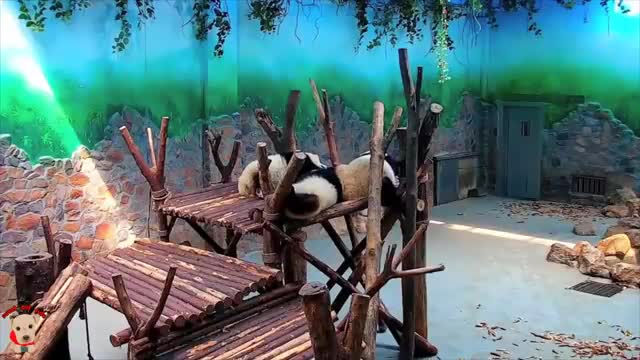 Funny and cute pandas