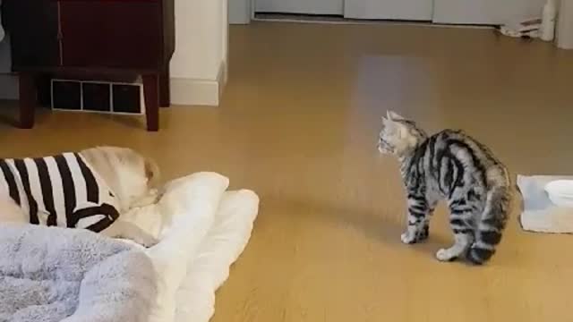 The cat is picking a fight with the dog.