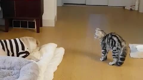 The cat is picking a fight with the dog.