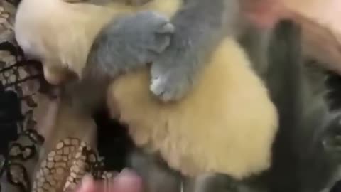 Funny animal