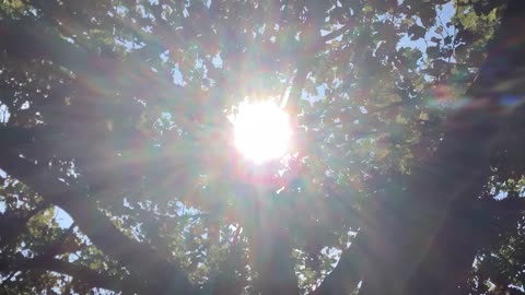 Sun through tree
