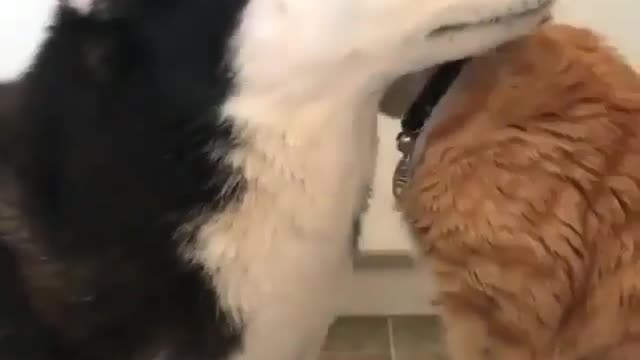 Big dog and little cat.