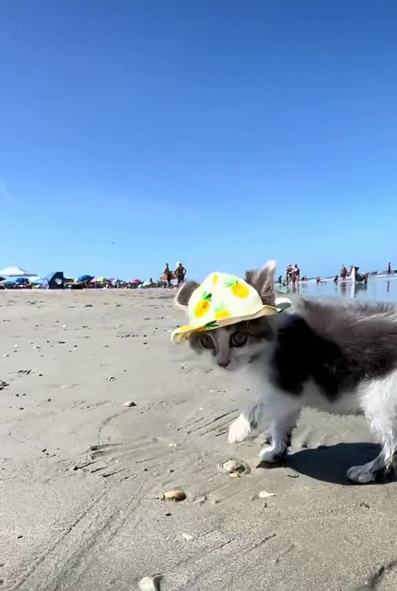 kitty on the beach