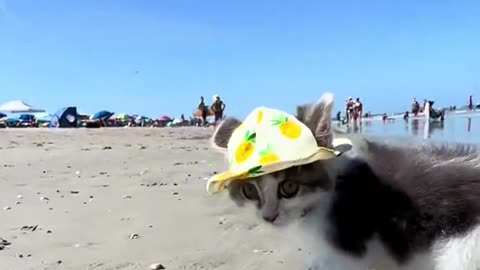 kitty on the beach