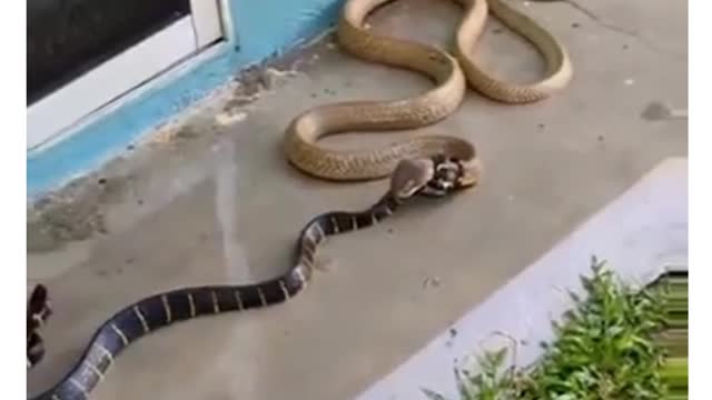 king cobra and nag sweet Viral video short##