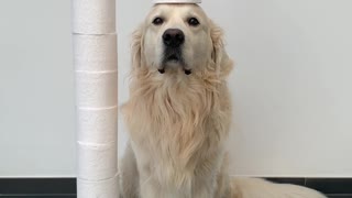 Dog Tries the Toilet Paper Challenge