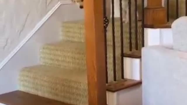Funny dogs
