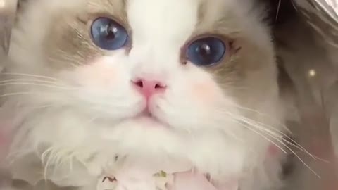 CUTE CAT