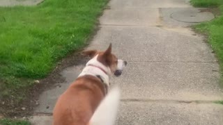Dog Pushes Crosswalk for Owner