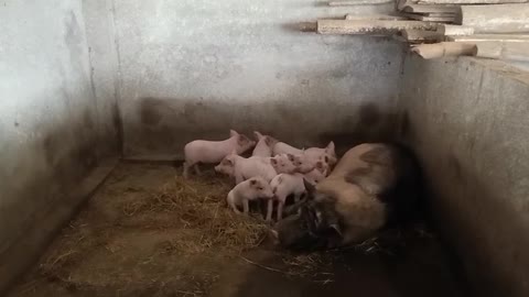 Awesome Mother Pigs & Their Piglets - A Must See