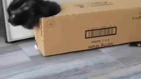 The box race cat