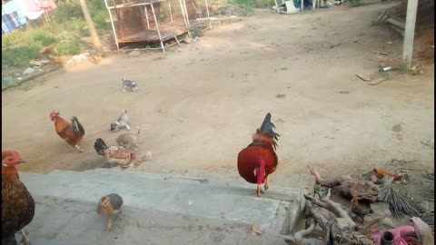 Cute puppy chasing the hen