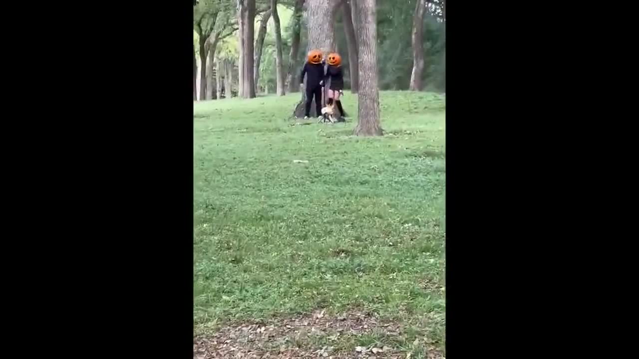 Couple wears pumpkins on their heads and have romantic photoshoot in park