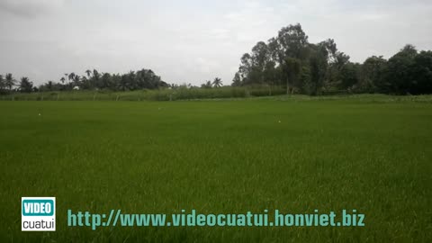 Rice field in the Mekong Delta - South Vietnam