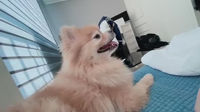 The dog you see when you open your eyes in the morning.