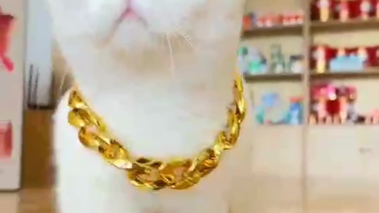 Catwalking cute cat rampwalking