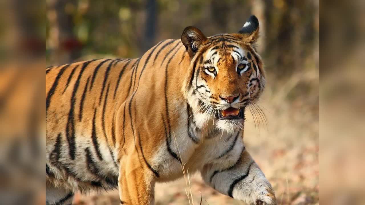 Incredible tiger