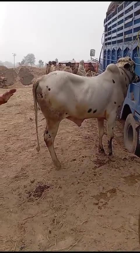 خوبصورت وچھا اقبالنگر منڈی میں