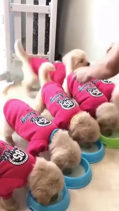 😍Cute_Puppies_Lunch_Time🥰- Cute Puppies