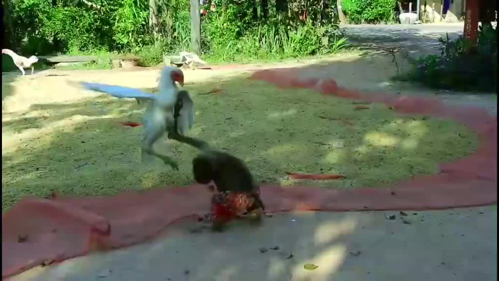 Chicken versus Monkey 😂😂😂