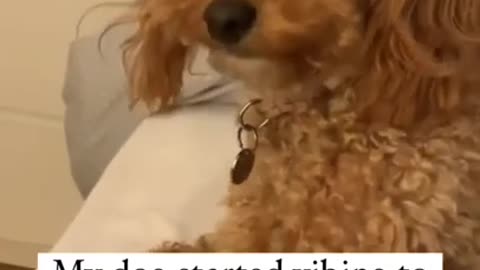 #118 - Amusing and Adorable Animals