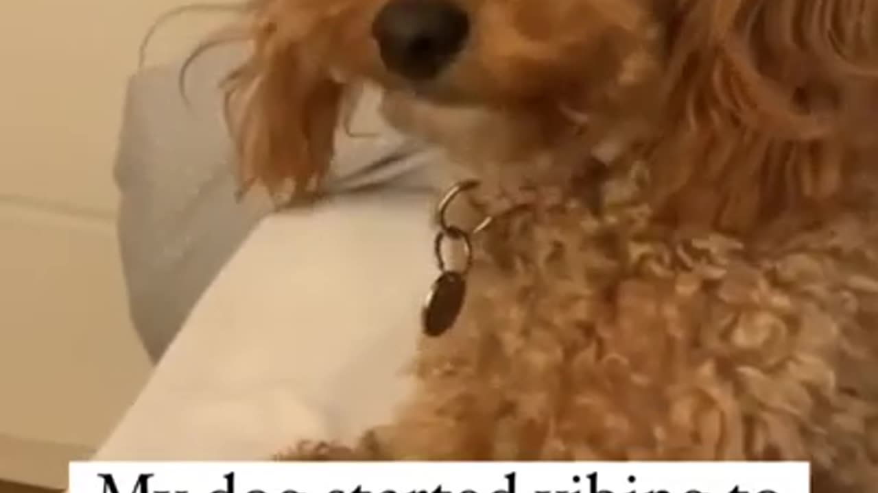 #118 - Amusing and Adorable Animals