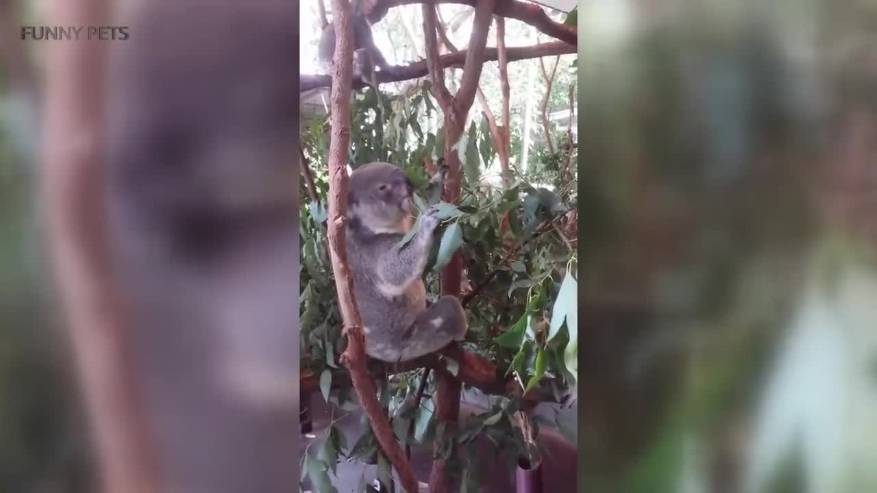 Cute Koalas Playing 🐨 Funny Koala Bears [Funny Pets]