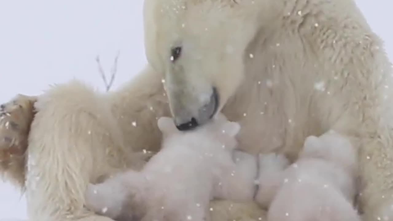 Amazing Polar Bear Nurses Cubs!