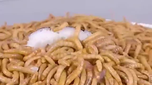 How long it takes worms to eat sushi #trending #rumble #fyp #shorts