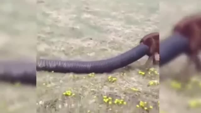 Try not to laugh watching funny video animals p2
