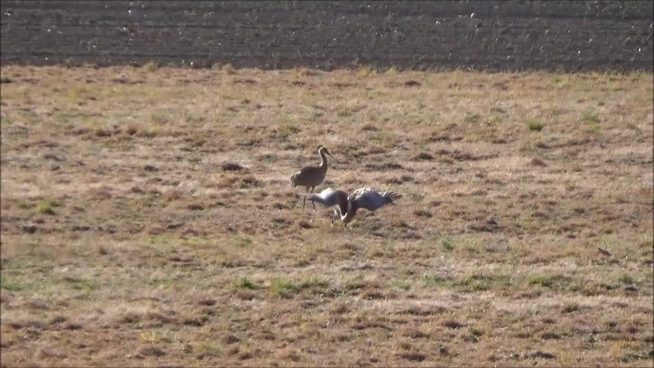 Fred Zepplin 2021, 5/14/21 Sandhill Crane's Mating Dance