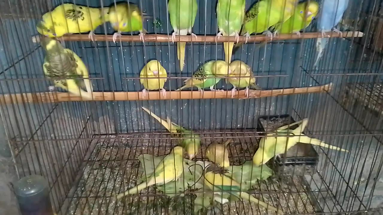 funny birds video