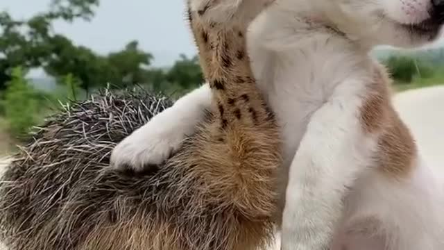 PUPPY AND OSTRICH FRIENDSHIP