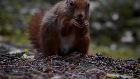 Squirrel mischief