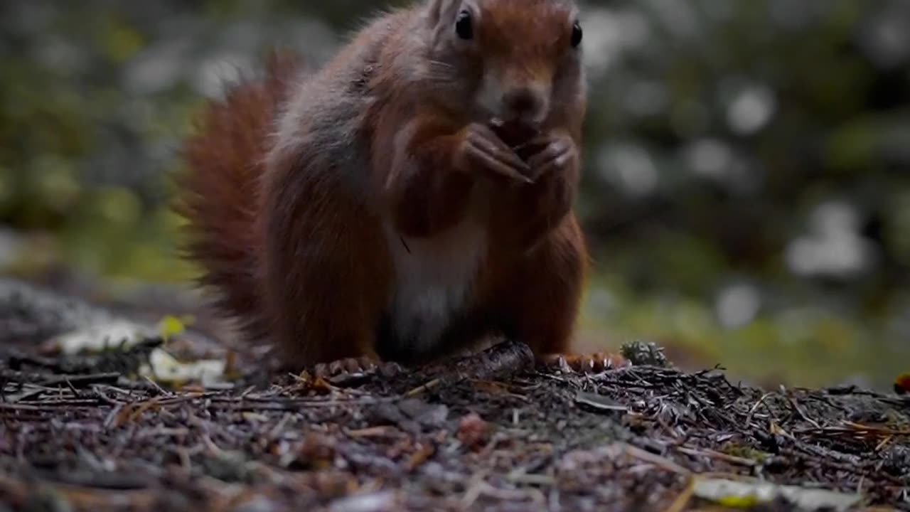 Squirrel mischief