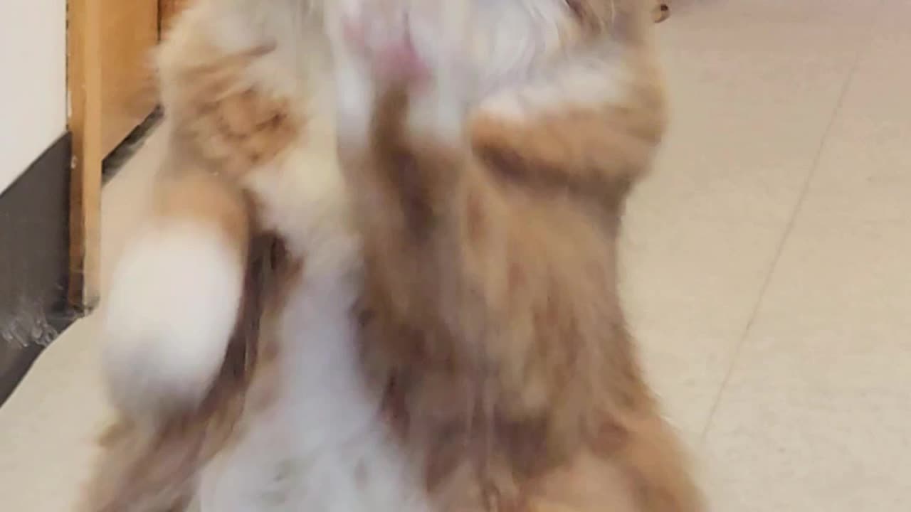 Dancing Kitty