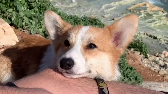 I mean… 🥺🥺 #corgi