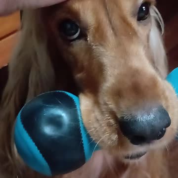 Entertainment dog, cute, viral, Subscribe to my channel, like, share,