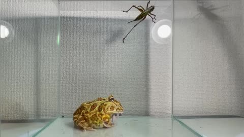 African bullfrog, Eating Scary Insect【LIVE FEEDING】