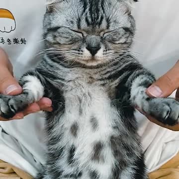 Cat dancing while sleeping