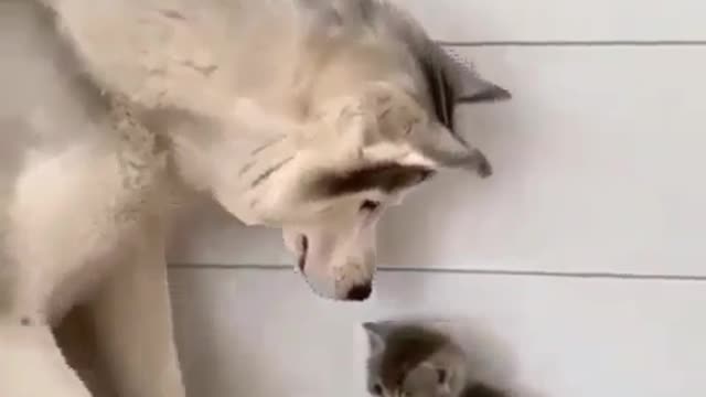 Cat and dog Best friend