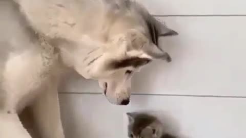 Cat and dog Best friend