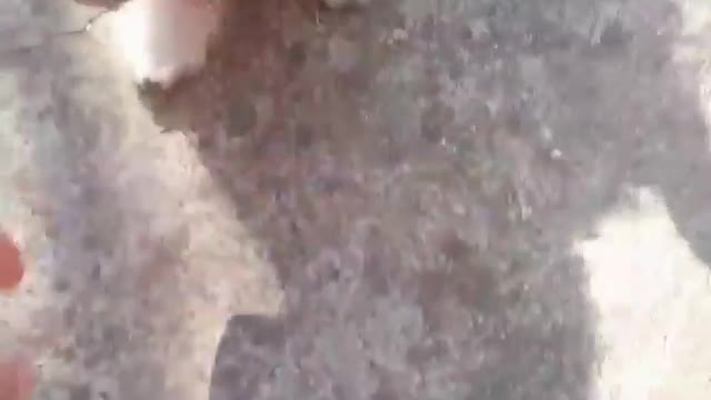White dog runs away with pink shoe