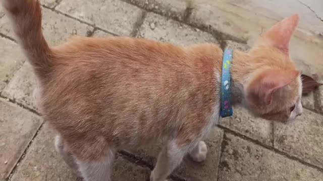 Skinny And Hungry Cat With Left Eye Infection - And After A Month Of Being Nurtured