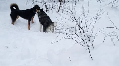 Dog games in the snow.