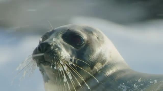 captured a female harp seal sleeping during a snowstorm in the Gulf of Saint Lawrence